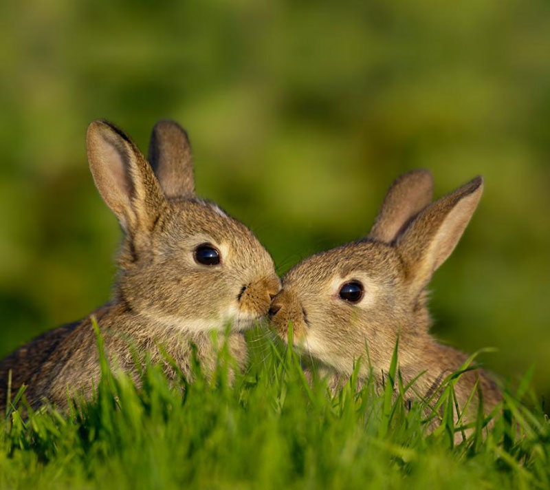 cutest rabbit couple