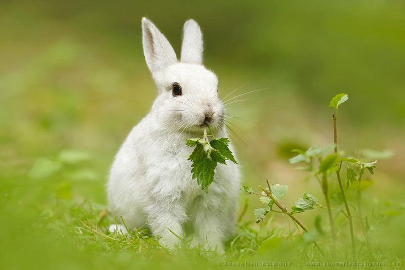 how cute this rabbit