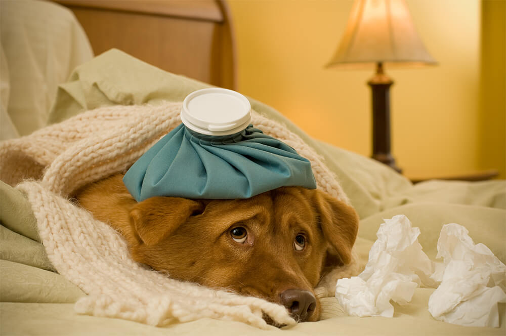 15 Weird Signs Telling Your Dog Is Sick