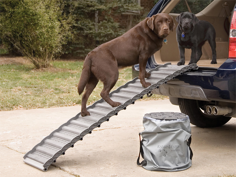 3 Best Ways to Command Your Dog to Get into Your Car