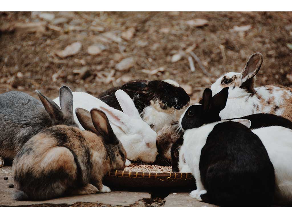 Rabbit feeding time