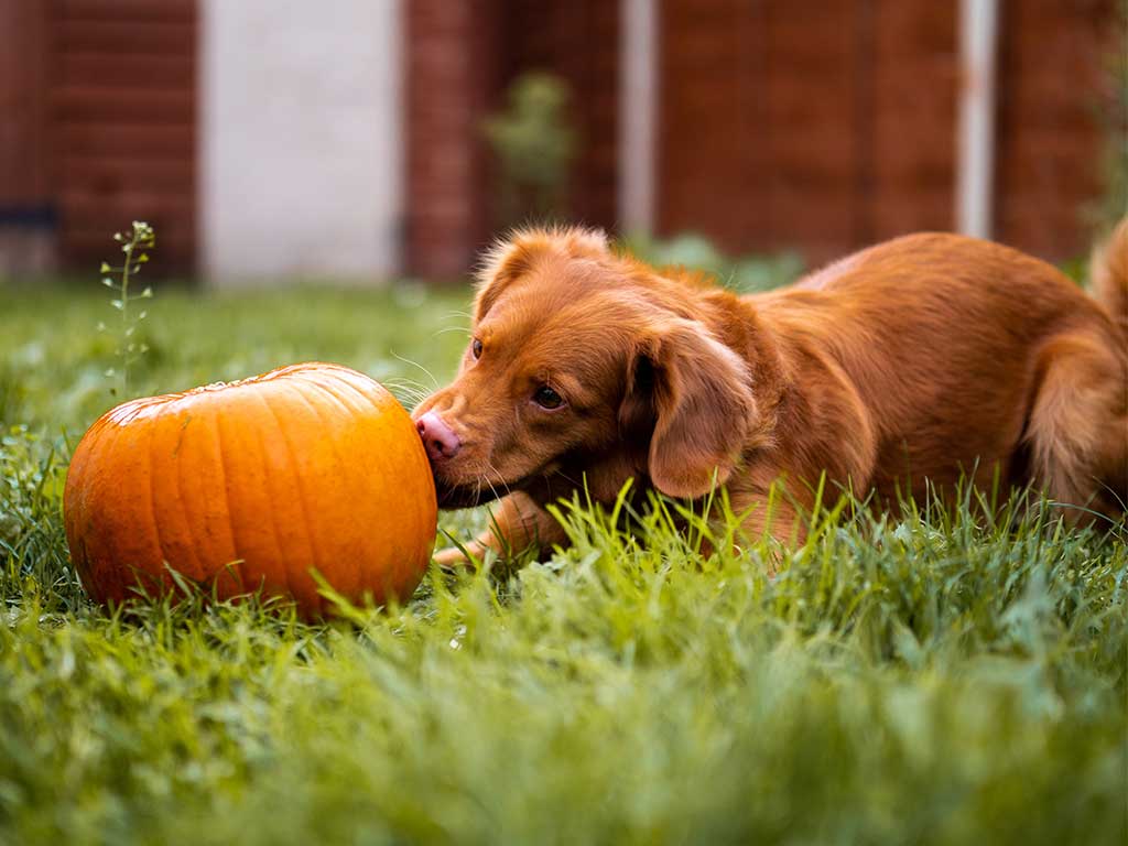 Food may vary on dog age