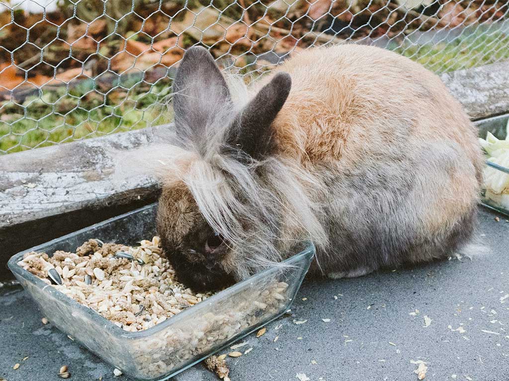 Rabbit eating