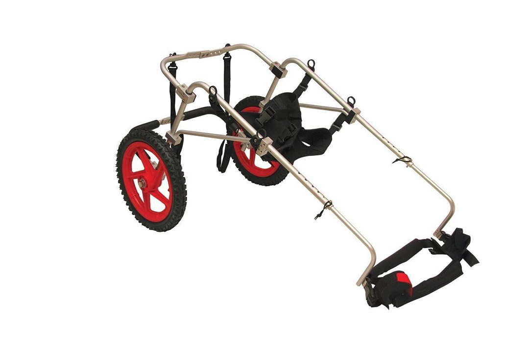 Top 10 Best Dog Wheelchair of 2022 Review – Best Pet Pro