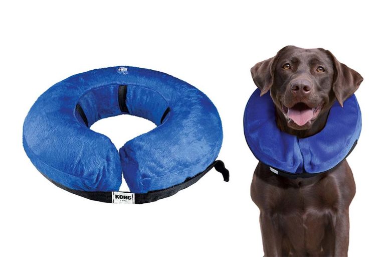 Top 10 Best Dog Recovery Collars of 2024 Review Best Pet Pro