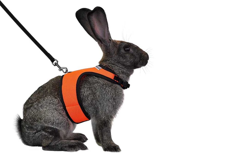 The 10 Best Breathable Bunny Harness of 2023 Review & Buyer's Guide