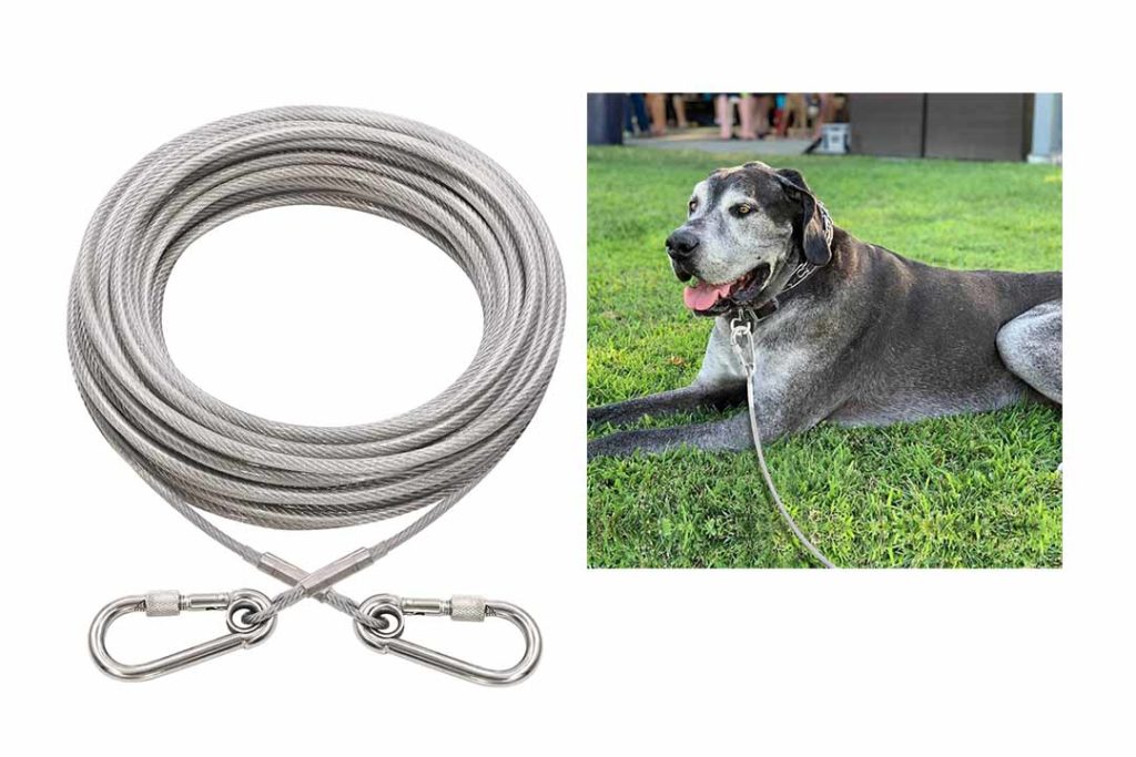 The 10 Best Dog Tie Out of 2022 Review Best Pet Pro