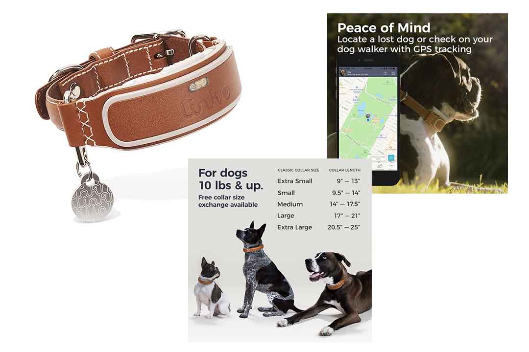 Link AKC Smart Dog Collar