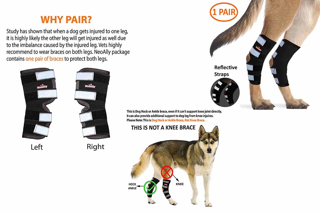 NeoAlly Dog Rear Leg Braces