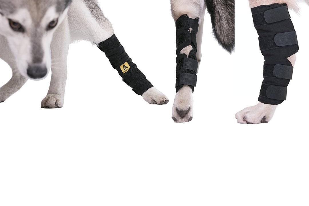 Agon Canine Dog Hock Brace