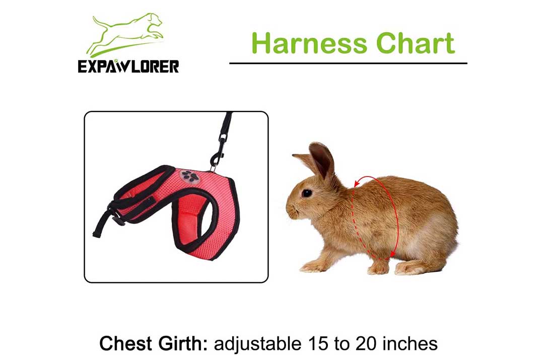 EXPAWLORER 2 Pack Rabbit Harness