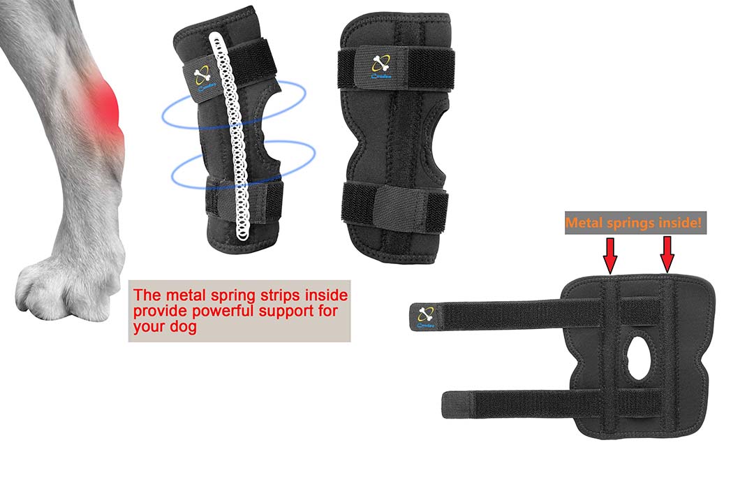 Top 10 Best Dog Knee Brace of 2023 Review – Best Pet Pro