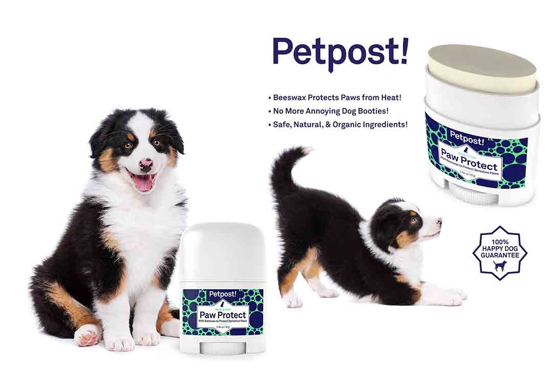 Pet Post Paw Protection For Dogs