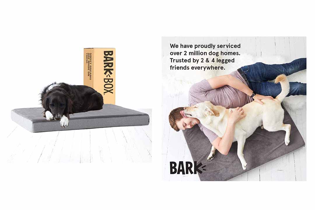Barkbox Memory Foam Platform Dog Bed