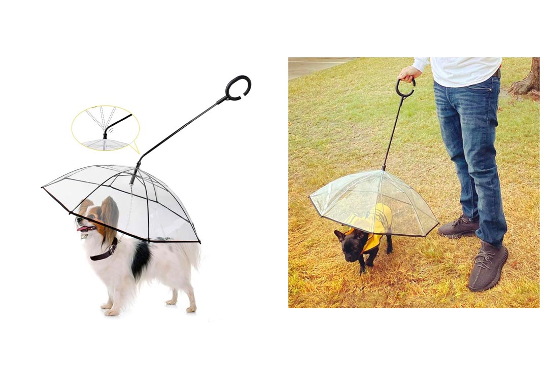 Enjoying Pet Umbrella Dog Walking Umbrella