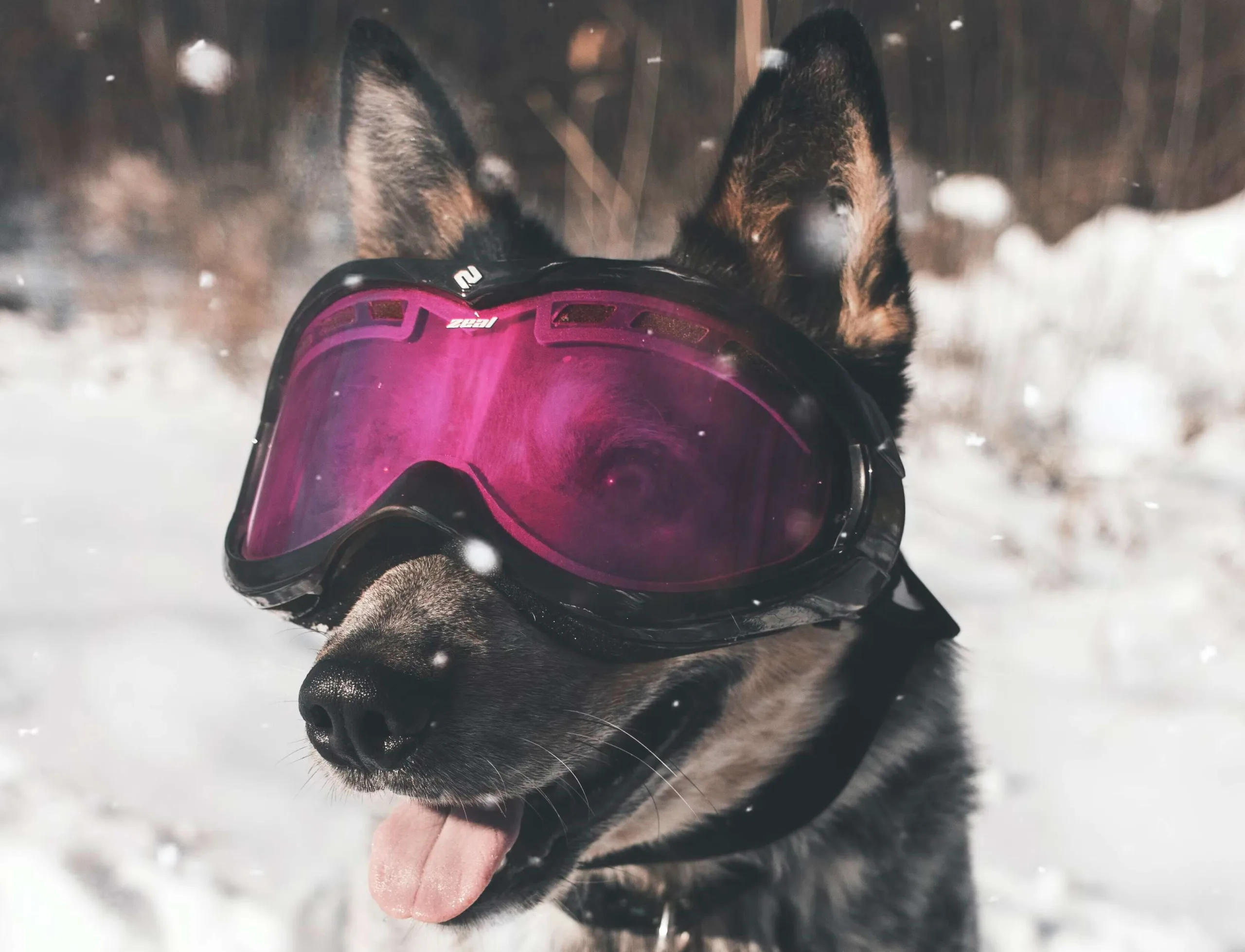 Top 10 Best Dog Goggles / Dog Sunglasses Reviews In 2023